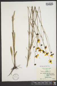 Coreopsis linifolia image