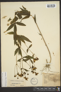 Coreopsis major image