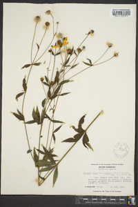 Coreopsis major image