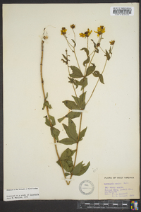 Coreopsis major image