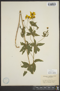 Coreopsis major image