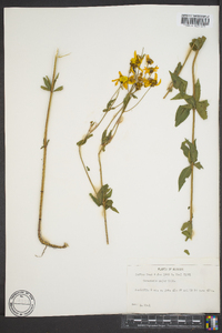 Coreopsis major image