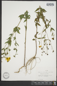 Coreopsis major image