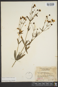 Coreopsis major image