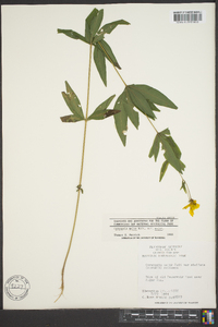 Coreopsis major image