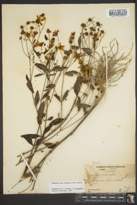 Coreopsis major image