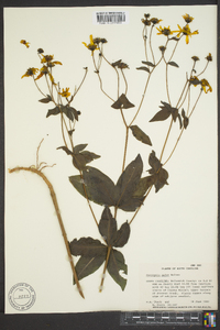 Coreopsis major image