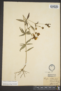 Coreopsis major image