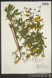 Coreopsis major image