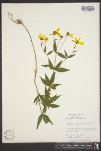 Coreopsis major image