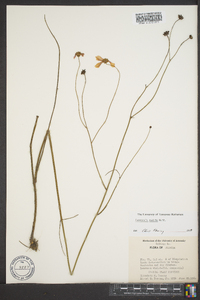 Coreopsis nudata image