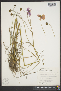 Coreopsis nudata image