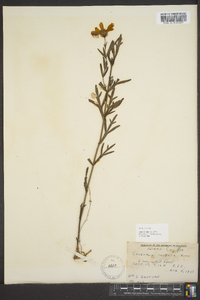 Coreopsis palmata image