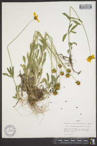 Coreopsis pubescens image