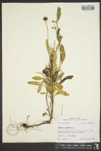 Coreopsis pubescens image