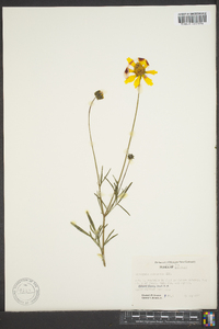 Coreopsis pubescens image