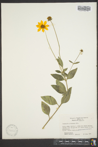 Coreopsis pubescens image