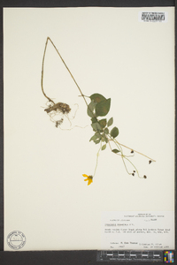 Coreopsis pubescens image