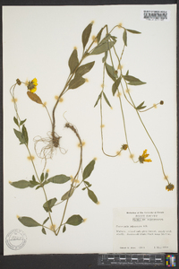 Coreopsis pubescens image