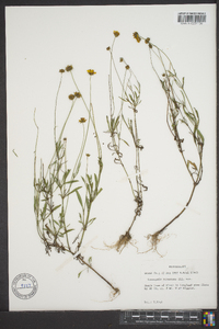 Coreopsis pubescens image