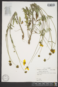 Coreopsis pubescens image