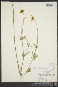 Coreopsis pubescens image