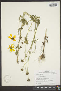 Coreopsis pubescens image