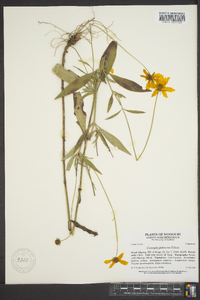 Coreopsis pubescens image