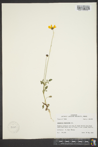 Coreopsis pubescens image