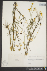 Coreopsis saxicola image