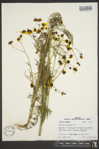 Coreopsis tinctoria image