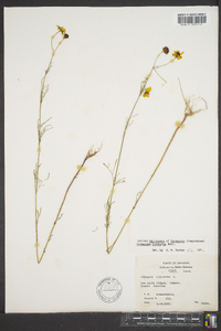 Coreopsis tinctoria image