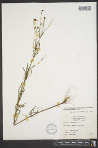 Coreopsis tinctoria image