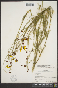 Coreopsis tinctoria image