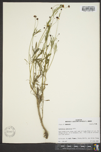 Coreopsis tinctoria image