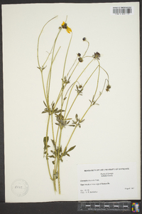 Coreopsis tinctoria image