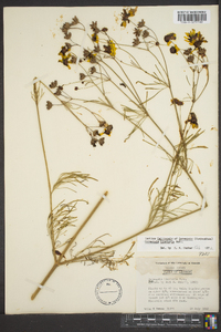 Coreopsis tinctoria image