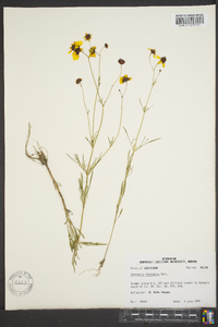 Coreopsis tinctoria image