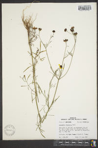 Coreopsis tinctoria image