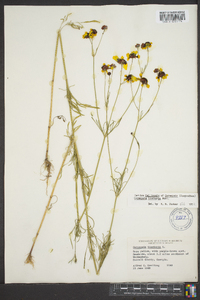 Coreopsis tinctoria image