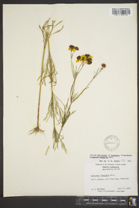 Coreopsis tinctoria image