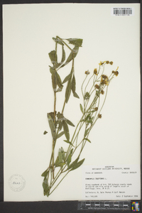 Coreopsis tripteris image