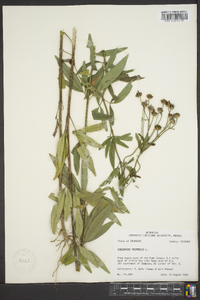 Coreopsis tripteris image