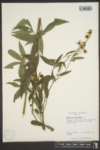 Coreopsis tripteris image