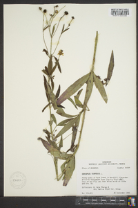 Coreopsis tripteris image