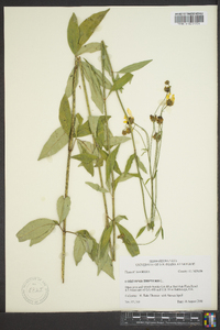 Coreopsis tripteris image