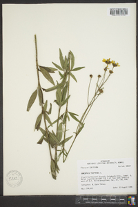 Coreopsis tripteris image