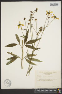 Coreopsis tripteris image