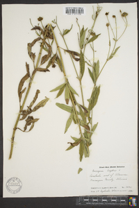 Coreopsis tripteris image