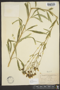 Coreopsis tripteris image